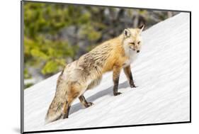 Yellowstone National Park, red fox in its spring coat walking through melting snow.-Ellen Goff-Mounted Photographic Print