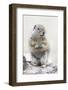 Yellowstone National Park, Richardson's ground squirrel.-Ellen Goff-Framed Photographic Print