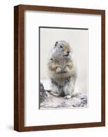 Yellowstone National Park, Richardson's ground squirrel.-Ellen Goff-Framed Photographic Print