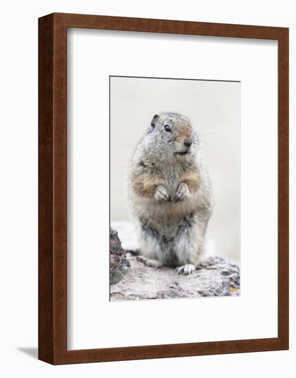 Yellowstone National Park, Richardson's ground squirrel.-Ellen Goff-Framed Photographic Print