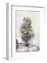 Yellowstone National Park, Richardson's ground squirrel.-Ellen Goff-Framed Photographic Print