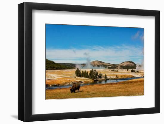 Yellowstone National Park, USA, Bison, buffalo, Steam, Old Faithful, Yellowstone River-Jolly Sienda-Framed Photographic Print