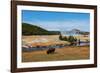 Yellowstone National Park, USA, Wyoming. Buffalo and Old Faithful.-Jolly Sienda-Framed Photographic Print