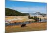 Yellowstone National Park, USA, Wyoming. Buffalo and Old Faithful.-Jolly Sienda-Mounted Photographic Print