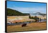 Yellowstone National Park, USA, Wyoming. Buffalo and Old Faithful.-Jolly Sienda-Framed Stretched Canvas