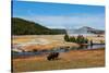 Yellowstone National Park, USA, Wyoming. Buffalo and Old Faithful.-Jolly Sienda-Stretched Canvas