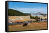 Yellowstone National Park, USA, Wyoming. Buffalo and Old Faithful.-Jolly Sienda-Framed Stretched Canvas