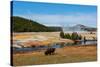 Yellowstone National Park, USA, Wyoming. Buffalo and Old Faithful.-Jolly Sienda-Stretched Canvas