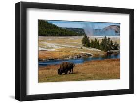 Yellowstone National Park, USA, Wyoming. Buffalo and Old Faithful.-Jolly Sienda-Framed Photographic Print