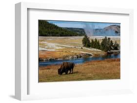 Yellowstone National Park, USA, Wyoming. Buffalo and Old Faithful.-Jolly Sienda-Framed Photographic Print