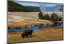 Yellowstone National Park, USA, Wyoming. Buffalo and Old Faithful.-Jolly Sienda-Mounted Photographic Print