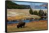 Yellowstone National Park, USA, Wyoming. Buffalo and Old Faithful.-Jolly Sienda-Framed Stretched Canvas