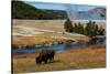 Yellowstone National Park, USA, Wyoming. Buffalo and Old Faithful.-Jolly Sienda-Stretched Canvas