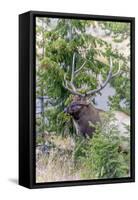 Yellowstone National Park, Wyoming, Bull Elk profile.-Karen Ann-Framed Stretched Canvas