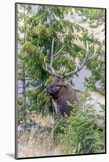 Yellowstone National Park, Wyoming, Bull Elk profile.-Karen Ann-Mounted Photographic Print