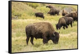 Yellowstone National Park, Wyoming, USA. American bison herd grazing.-Janet Horton-Framed Stretched Canvas