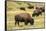 Yellowstone National Park, Wyoming, USA. American bison herd grazing.-Janet Horton-Framed Stretched Canvas