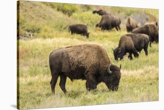 Yellowstone National Park, Wyoming, USA. American bison herd grazing.-Janet Horton-Stretched Canvas