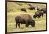 Yellowstone National Park, Wyoming, USA. American bison herd grazing.-Janet Horton-Framed Photographic Print