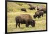 Yellowstone National Park, Wyoming, USA. American bison herd grazing.-Janet Horton-Framed Photographic Print