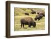 Yellowstone National Park, Wyoming, USA. American bison herd grazing.-Janet Horton-Framed Photographic Print