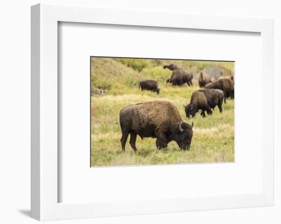 Yellowstone National Park, Wyoming, USA. American bison herd grazing.-Janet Horton-Framed Photographic Print
