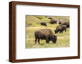 Yellowstone National Park, Wyoming, USA. American bison herd grazing.-Janet Horton-Framed Photographic Print