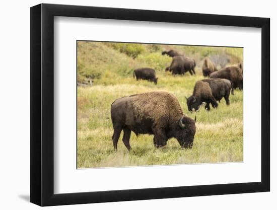 Yellowstone National Park, Wyoming, USA. American bison herd grazing.-Janet Horton-Framed Photographic Print