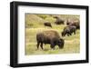 Yellowstone National Park, Wyoming, USA. American bison herd grazing.-Janet Horton-Framed Photographic Print