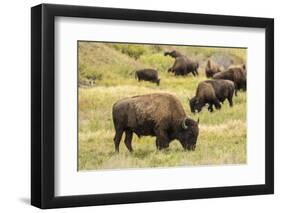 Yellowstone National Park, Wyoming, USA. American bison herd grazing.-Janet Horton-Framed Photographic Print