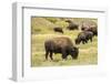 Yellowstone National Park, Wyoming, USA. American bison herd grazing.-Janet Horton-Framed Photographic Print