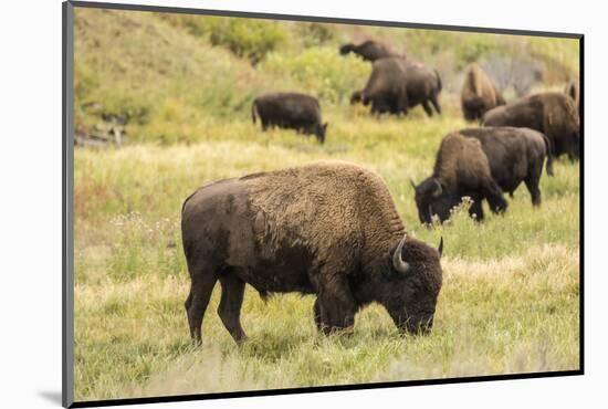 Yellowstone National Park, Wyoming, USA. American bison herd grazing.-Janet Horton-Mounted Photographic Print
