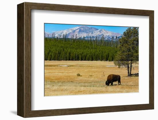 Yellowstone National Park, Wyoming, USA. Buffalo.-Jolly Sienda-Framed Photographic Print