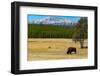 Yellowstone National Park, Wyoming, USA. Buffalo.-Jolly Sienda-Framed Photographic Print