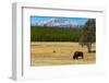 Yellowstone National Park, Wyoming, USA. Buffalo.-Jolly Sienda-Framed Photographic Print