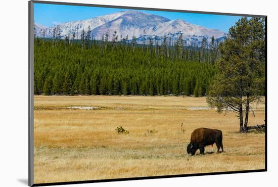 Yellowstone National Park, Wyoming, USA. Buffalo.-Jolly Sienda-Mounted Photographic Print