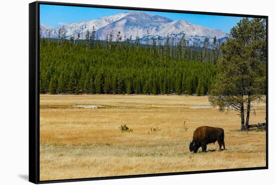 Yellowstone National Park, Wyoming, USA. Buffalo.-Jolly Sienda-Framed Stretched Canvas