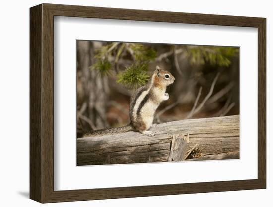 Yellowstone National Park, Wyoming, USA. Golden-mantled ground squirrel standing on a log.-Janet Horton-Framed Photographic Print