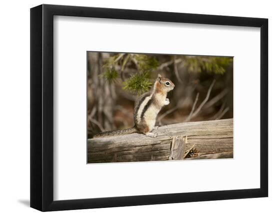 Yellowstone National Park, Wyoming, USA. Golden-mantled ground squirrel standing on a log.-Janet Horton-Framed Photographic Print