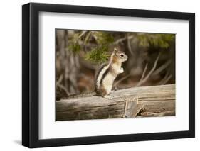 Yellowstone National Park, Wyoming, USA. Golden-mantled ground squirrel standing on a log.-Janet Horton-Framed Photographic Print