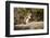 Yellowstone National Park, Wyoming, USA. Golden-mantled ground squirrel standing on a log.-Janet Horton-Framed Photographic Print