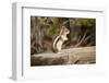 Yellowstone National Park, Wyoming, USA. Golden-mantled ground squirrel standing on a log.-Janet Horton-Framed Photographic Print