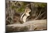 Yellowstone National Park, Wyoming, USA. Golden-mantled ground squirrel standing on a log.-Janet Horton-Mounted Photographic Print