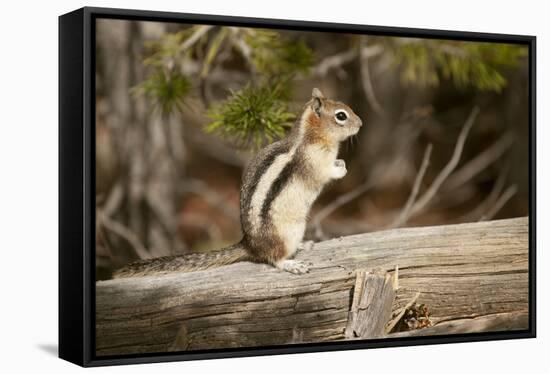 Yellowstone National Park, Wyoming, USA. Golden-mantled ground squirrel standing on a log.-Janet Horton-Framed Stretched Canvas