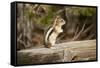 Yellowstone National Park, Wyoming, USA. Golden-mantled ground squirrel standing on a log.-Janet Horton-Framed Stretched Canvas