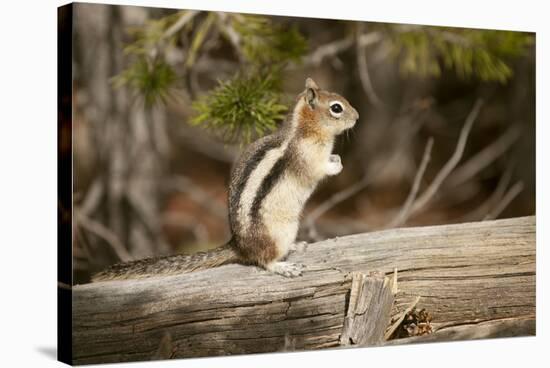 Yellowstone National Park, Wyoming, USA. Golden-mantled ground squirrel standing on a log.-Janet Horton-Stretched Canvas