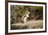 Yellowstone National Park, Wyoming, USA. Golden-mantled ground squirrel standing on a log.-Janet Horton-Framed Photographic Print