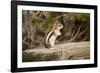 Yellowstone National Park, Wyoming, USA. Golden-mantled ground squirrel standing on a log.-Janet Horton-Framed Photographic Print