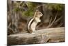 Yellowstone National Park, Wyoming, USA. Golden-mantled ground squirrel standing on a log.-Janet Horton-Mounted Photographic Print
