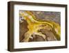 Yellowstone National Park, Wyoming, USA. Thermal bacteria mat.-Janet Horton-Framed Photographic Print